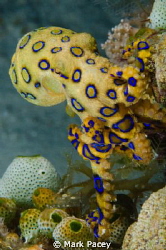 Blue Ringed Octopus by Mark Pacey 